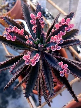 Videolu Pembe Aşkın Gözyaşı 1 Adet Saksılı 10-15Cm Kaktüs Ve Sukulent (Kalanchoe Daigremontiana)