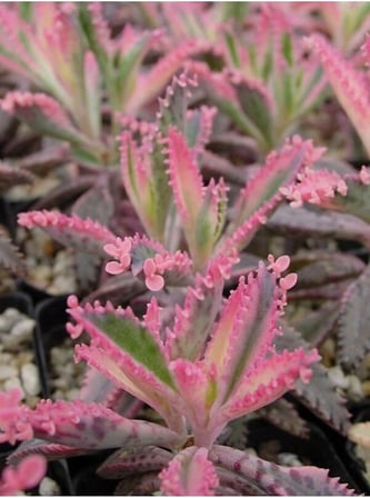 Videolu Pembe Aşkın Gözyaşı 1 Adet Saksılı 10-15Cm Kaktüs Ve Sukulent (Kalanchoe Daigremontiana)