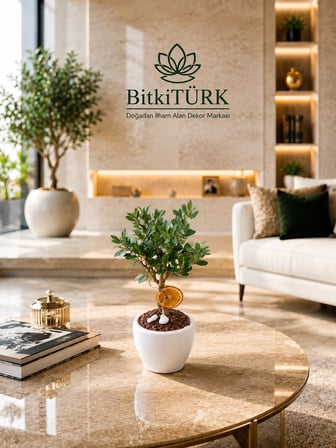 Zeytin Bonsai Ağacı Beyaz Beton Saksıda Canlı Bonsai İç Mekan Dekoratif Bitki El Yapımı Saksılı