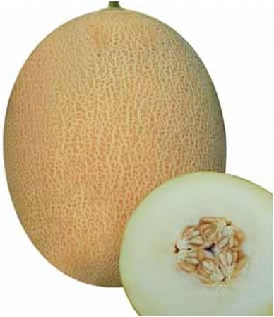 Ananas Kavun Tohumu 30 Adet Tohum Bal Kavun