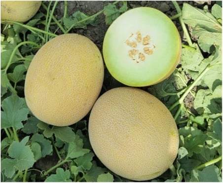 Ananas Kavun Tohumu 30 Adet Tohum Bal Kavun