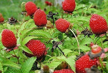 2 Adet Çilek Ahududu (Rubus illecebrosus) Fidanı - Tatlı ve Aromatik Meyveler, 1-2 Yaş Arası Tüplü