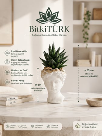 İthal Haworthia Sukulent Helen Beton Saksıda Canlı Sukulent Dekoratif İç Mekan Bitkisi