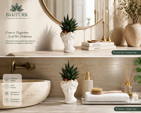 İthal Haworthia Sukulent Helen Beton Saksıda Canlı Sukulent Dekoratif İç Mekan Bitkisi