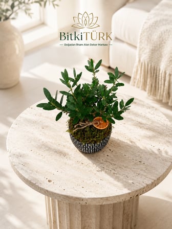 Doğal Zeytin Bonsai Beton Saksıda | El Yapımı Dekoratif Saksı | Portakal Detaylı Premium Ev ve Ofis Bitkisi
