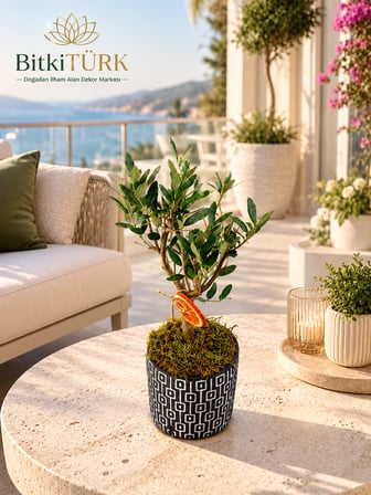 Doğal Zeytin Bonsai Beton Saksıda | El Yapımı Dekoratif Saksı | Portakal Detaylı Premium Ev ve Ofis Bitkisi