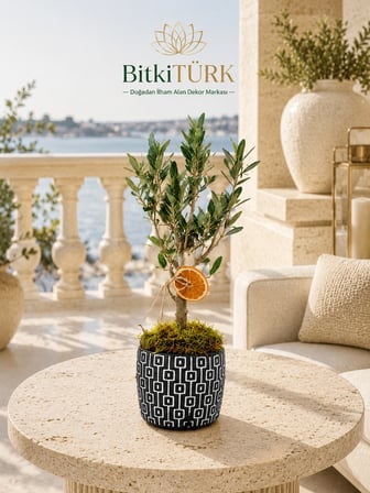 Doğal Zeytin Bonsai Beton Saksıda | El Yapımı Dekoratif Saksı | Portakal Detaylı Premium Ev ve Ofis Bitkisi