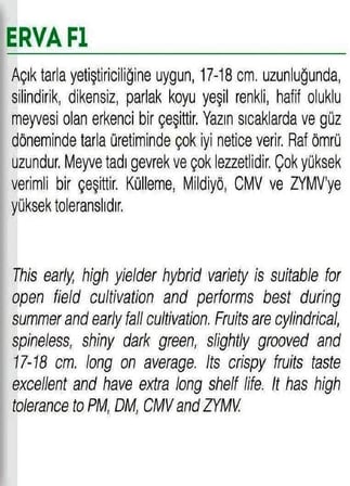 HİBRİT SALATALIK TOHUMU ERVA-F1 30 ADET TOHUM