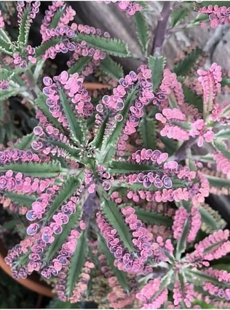 Videolu Pembe Aşkın Gözyaşı 1 Adet Saksılı 10-15Cm Kaktüs Ve Sukulent (Kalanchoe Daigremontiana)
