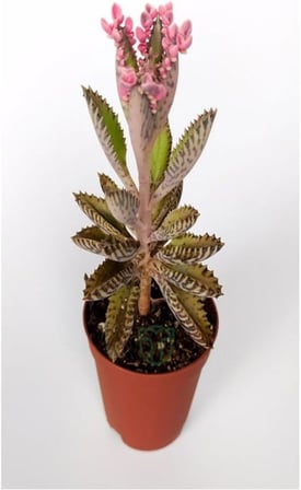 Videolu Pembe Aşkın Gözyaşı 1 Adet Saksılı 10-15Cm Kaktüs Ve Sukulent (Kalanchoe Daigremontiana)