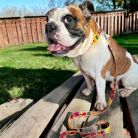 Köpek Gezdirme Kayışı – Geri Dönüştürülmüş, Sağlam Karabina Metal Kancalı, Yumuşak Dokulu, Emniyetli, Tüy Toplamaz, Ayarlanabilir, Küçük ve Büyük Irklar, Recycled.Sarı Large