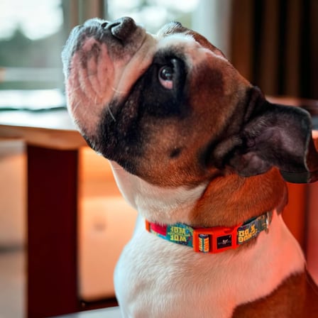 Köpek Boyun Tasması – Geri Dönüştürülmüş, Ayarlanabilir, Emniyet Tokalı – Küçük ve Büyük Irklar için – Tüy Toplamaz, Yıkanabilir, AirTag &amp; İsimlik Uyumlu, Yeşil,Small