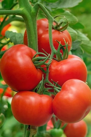 Beşdeli Salkım Domatesi Tohumu / 20+ Adet Tohum