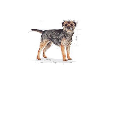 Royal Canin Mini Sterilised Kısırlaştırılmış Köpekler için Yetişkin Köpek Maması 3kg