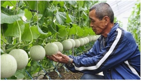 Nadir İthal Japon Kavunu Tohumu 5 Adet Tohum Kavun Tohumu
