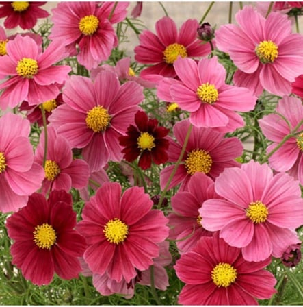 20 Adet Cosmos Bipinnatus 'antiquity' Çiçek Tohumu