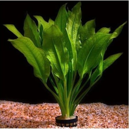 Akvaryum Bitkileri Echinodorus Amazonicus Saksı Canlı Bitki b043