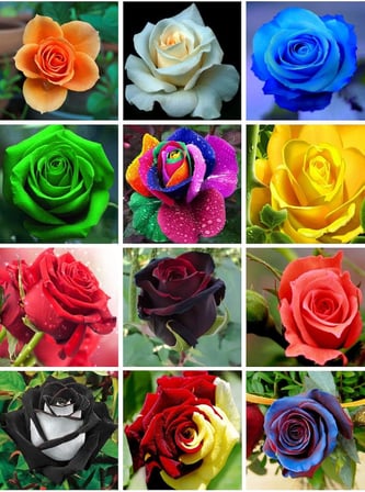 Dashing Look 12 Çeşit 24 Adet Karışık Gül Tohumu Paketi TH-159888369831tdr0
