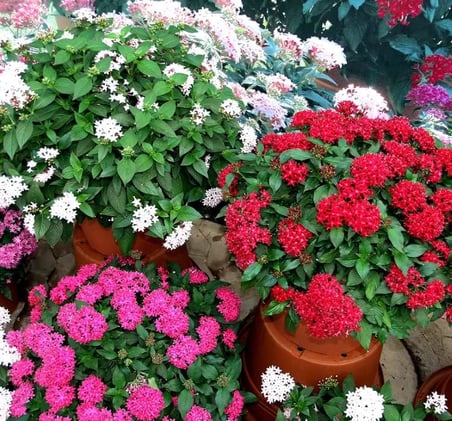 Pentas Çiçeği Tohumu (İri çiçekli Bodur) Karışık Renkli - 5 Tohum