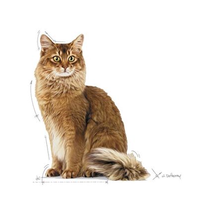 Royal Canin Lightweight Kuru Kedi Maması 8kg