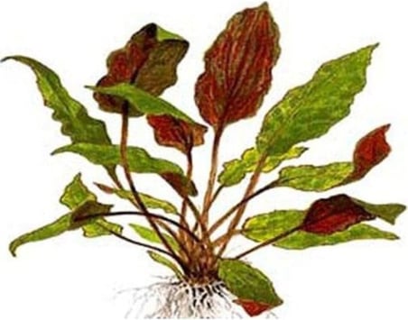 Akvaryum Bitkileri Cryptocoryne Wendtii Brown Saksı Canlı Bitki