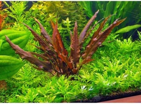 Akvaryum Bitkileri Cryptocoryne Wendtii Brown Saksı Canlı Bitki