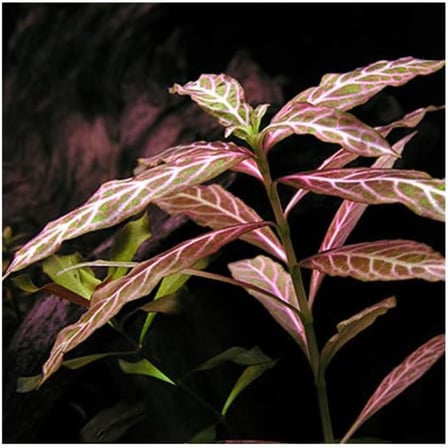 Hygrophila Rosanervig Zeytin Saksı Canlı Bitki