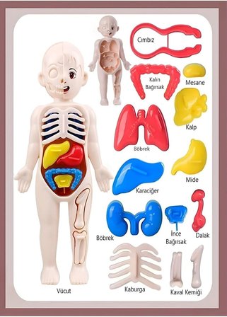 Ayver Insan Vücudu Anatomisi Organ Bulmaca Puzzle Bultak Yapboz Eğitici Ve Öğretici Oyuncak 20 Cm