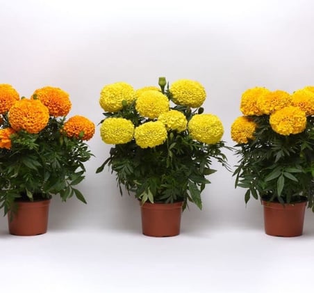 Kadife Çiçeği (Marigold Büyük Çiçek) Sarı Renkli - 10 Tohum