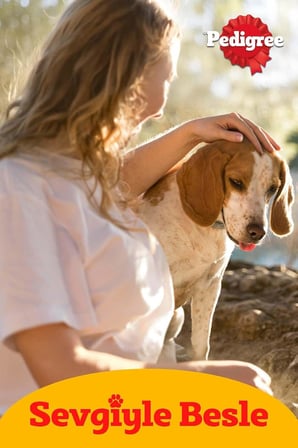Pedigree Köpekler İçin Tavuklu Konserve Yaş Mama 400 G