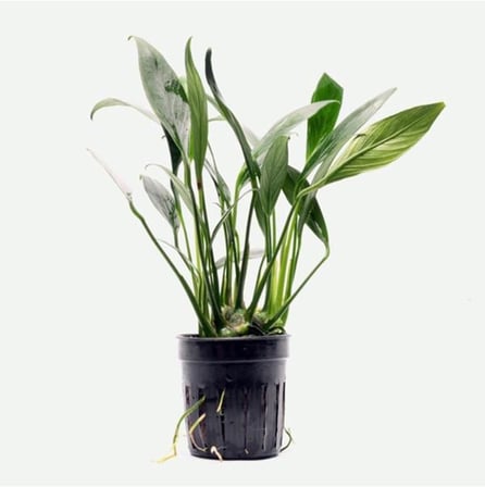 Anubias Congensis 5-6 Yapraklı Kök Canlı Bitki