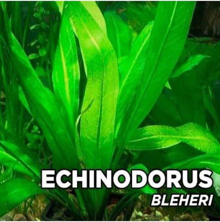 Echinodorus Bleheri Saksı Canlı Bitki