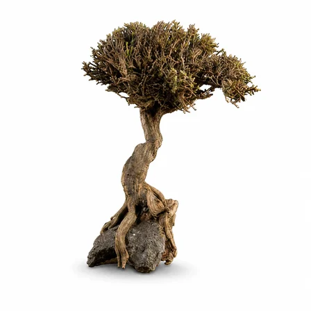 Akvaryum Bonsai Ağacı Dekoru 18-22 cm