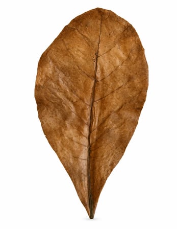 CATAPPA YAPRAĞI 13-15 CM 10 ADET