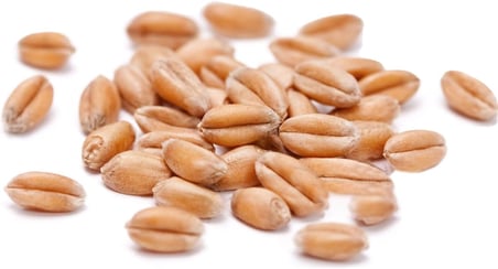 3 KG Premium Güvercin Yemi Sorgum Aspir Kara Buğday