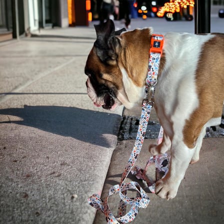 Recycled Köpek Gezdirme Kayışı, Gezdirme Kayışı – Geri Dönüştürülmüş, Kadifemsi Dokulu, Çift Kilitli Karabina Kanca, 360° Dönüşlü, Dayanıklı, Bone Small