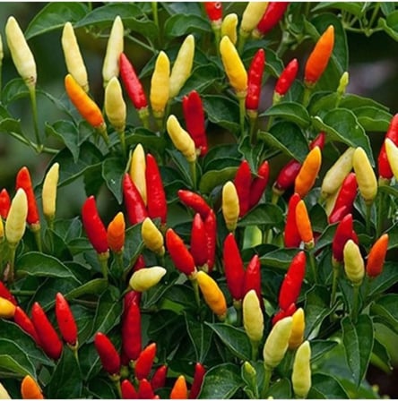 20 Adet Tabasco Acı Biber Tohumu