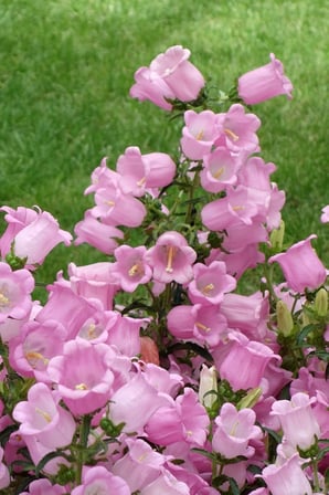 Dashing Look Pembe Renkli Çan Çiçeği / 20 Adet Çiçek Tohumu TH-thmcmthm325