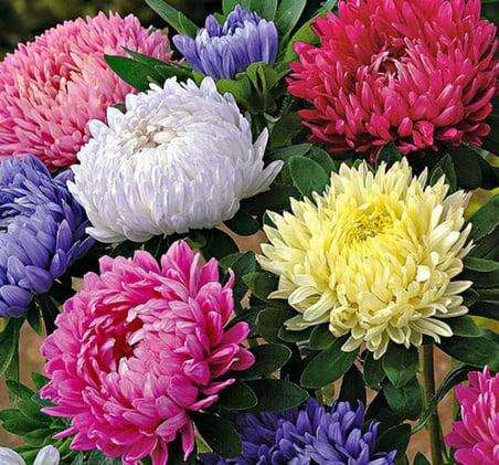 Aster Kasımpatı (Krizantem) Karışık Renkli - 20 Tohum
