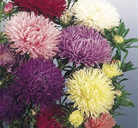 Aster Kasımpatı (Krizantem) Karışık Renkli - 20 Tohum