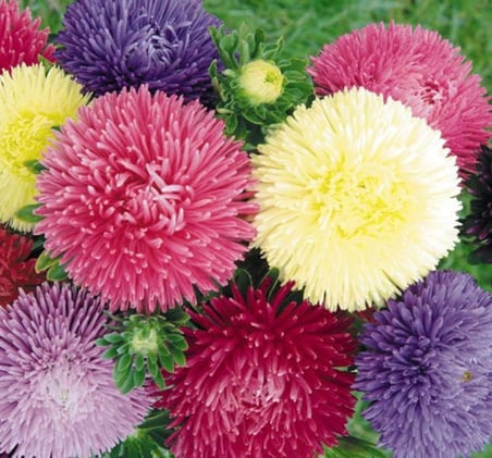 Aster Kasımpatı (Krizantem) Karışık Renkli - 20 Tohum