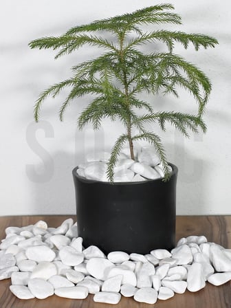 SOSC Natural Beyaz Dolomit Dekoratif Çakıl Taşı, İç ve Dış Mekan Peyzaj için, 2-4 cm, 1 kg, Bahçe Saksı Süsü