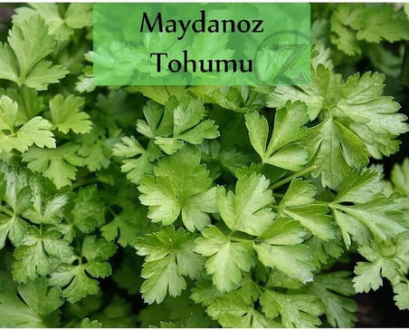 6'lı No11 Maydanoz Tohumu Fesleğen Nane Roka Tohumu Yeşillik Tohumu