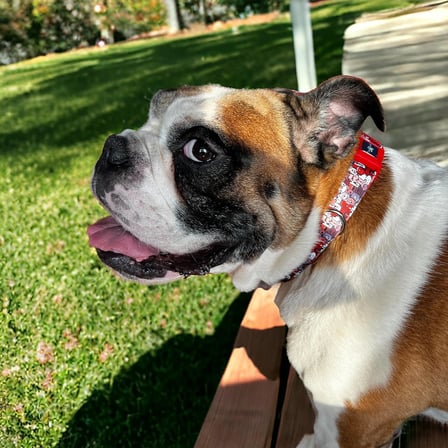 Design Köpek Gezdirme Kayışı – Geri Dönüştürülmüş, Kadifemsi Dokulu, Çift Kilitli Karabina Kanca, 360° Dönüşlü, Dayanıklı &amp; Şık Tasarım, Paws,Small