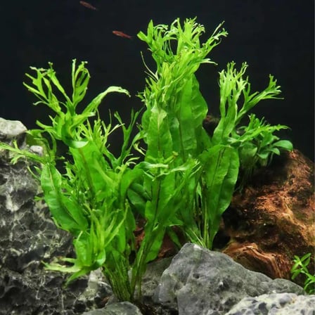 Özel Tür İthal Windelov Java Fern 1 Kök Kolay ve İhtişamlı Akvaryum Bitkisi Canlı Akvaryum Bitkileri