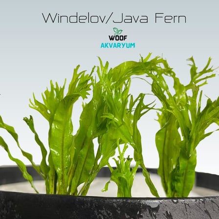 Özel Tür İthal Windelov Java Fern 1 Kök Kolay ve İhtişamlı Akvaryum Bitkisi Canlı Akvaryum Bitkileri