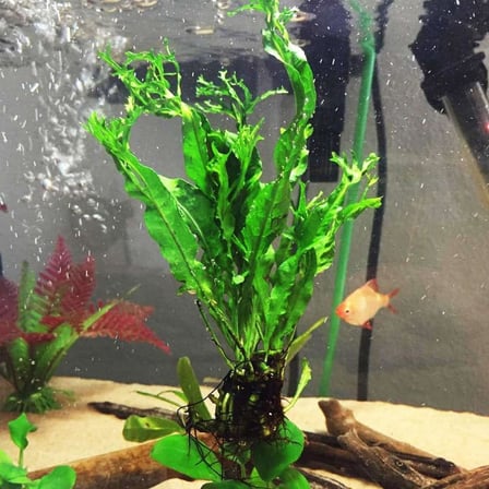 Özel Tür İthal Windelov Java Fern 1 Kök Kolay ve İhtişamlı Akvaryum Bitkisi Canlı Akvaryum Bitkileri