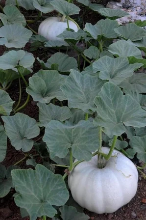 Yerli Iri Beyaz Bal Kabağı Tohumu / 50+ Adet Tohum