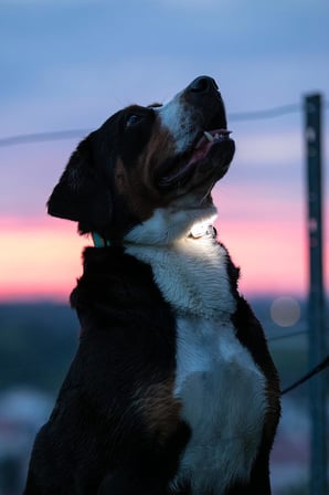 Max &amp; Molly Matrix Ultra LED Işık – Köpek &amp; Kedi Tasması İçin Gece Görünürlük Işığı - Su Geçirmez, USB Şarjlı, Ultra Parlak Evcil Hayvan Güvenlik Lambası
