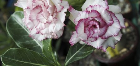 Çöl Gülü (Desert Rose/Adenium Obesum) 10 Adet Renkli Karışık Tohum - Egzotik Sukulent Bitki, Açık Alan ve Saksıda Kolay Yetişen, Yaz Dönemi Çiçek Açan